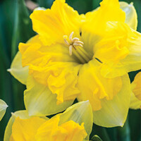 Narcis Chanterelle - 3 ks v balení