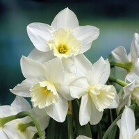 Narcis Tresamble - 3 ks v balení