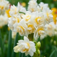 Narcis Erlicheer 1ks