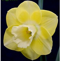Narcis Altun Ha 1ks