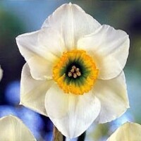 Narcis Lancaster 1ks