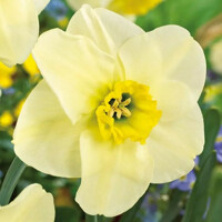 Narcis Mint Julep 1ks