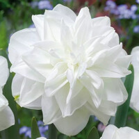 Narcis White Medal 1ks