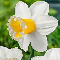 Narcis Sugar Dipped 1ks