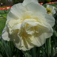 Narcis Obdam 1ks