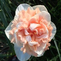 Narcis Pink Paradise 1ks