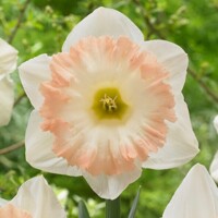Narcis British Gamble 1ks