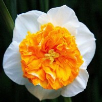 Narcis Amadeus Mozart 1ks