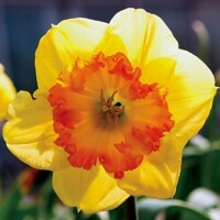 Narcis Berlin 1ks