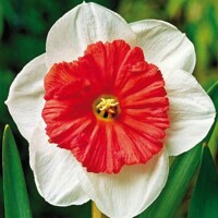 Narcis Riot 1ks