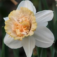 Narcis Petit Four 1ks