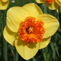 Narcis Modern Art 1ks