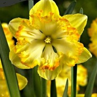 Narcis Blazing Starlet 1ks