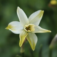 Narcis Polar Hunter 1ks
