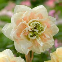 Narcis Pom Pom Rose 1ks