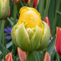 Tulipany Vanilla Coupe 1ks