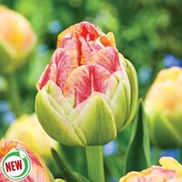 Tulipany Sprinkle Dip 1ks