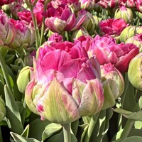Tulipany Wicked In Pink 1ks