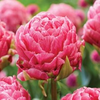 Tulipany Strawberry Cream 1ks