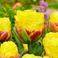 Tulipany Ice Cream Banana 1ks