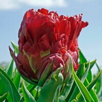 Tulipany Ice Cream Strawberry 1ks
