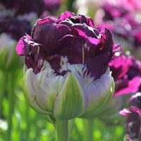 Tulipany Wow 1ks