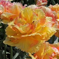 Tulipany Vaya Con Dios 1ks