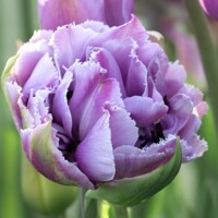 Tulipany Great Barrier Reef 1ks