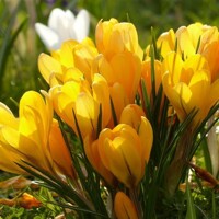 Krokus veľkokvetý Grosse Gelbe - 5 ks v balení