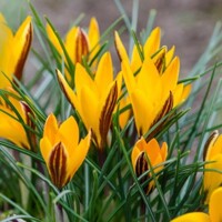 Krokus Angustifolius - 5 ks v balení