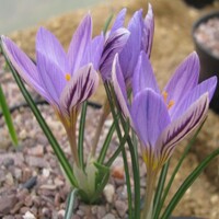 Krokus Corsicus 1ks