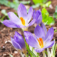Krokus Rosalind - 5 ks v balení