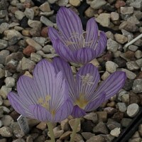 Krokus jesenný Karduchorum - 3 ks v balení