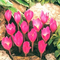 Krokus jesenný Zonatus - 3 ks v balení