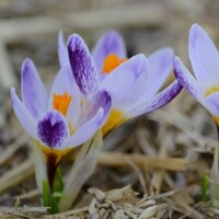 Krokus Ronald Ginns 1ks