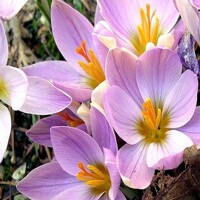 Krokus Dalmaticus 1ks