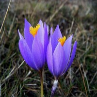 Krokus jesenný Serotinus Clusii - 2 ks v balení