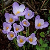 Krokus jesenný Goulimyi 1ks