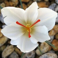 Krokus jesenný Handriaticus Jumbo 1ks