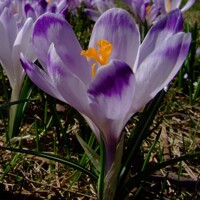 Krokus Scepuensis - 2 ks v balení