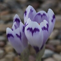 Krokus Shocwave 1ks