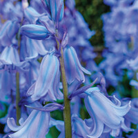 Scilla Hispanica Blue - 5 ks v balení