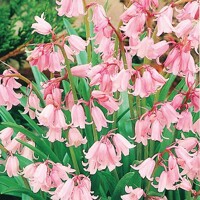 Scilla Hispanica Pink - 5 ks v balení