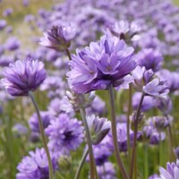 Dichelostemma Comgestum - 3 ks v balení