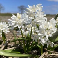Puškínia Libanotica Alba - 10 ks v balení