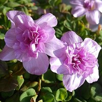 Oxalis Pom Pom 1ks