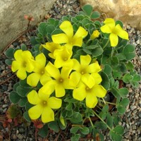 Oxalis Ken Aslet 1ks