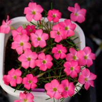 Oxalis Glabra 1ks