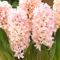 Hyacint Apricot Passion - 3 ks v balení
