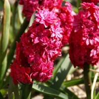 Hyacint plný Hollyhock 1ks